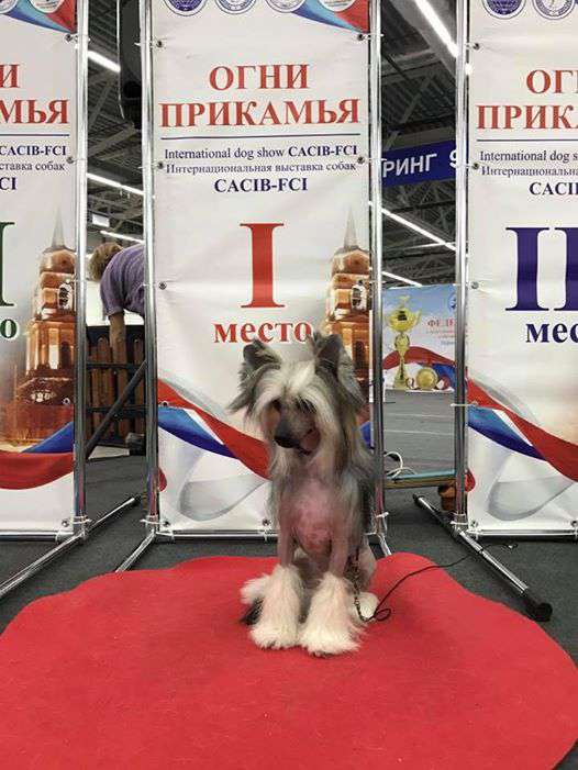 Ins Lucky Star Arabeska