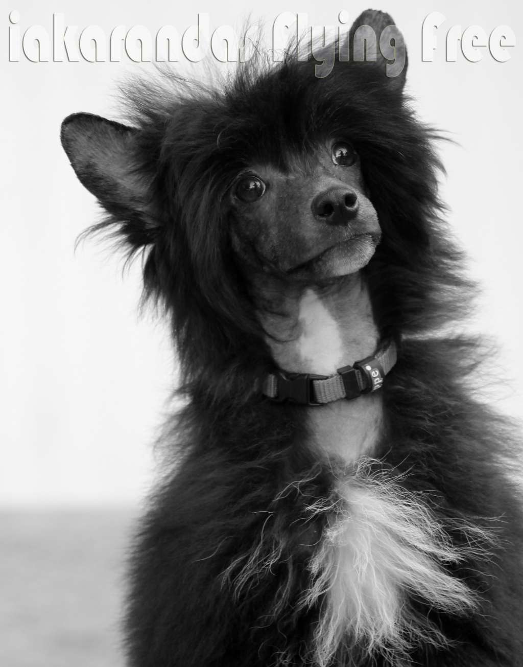 iakarandas Flying Free