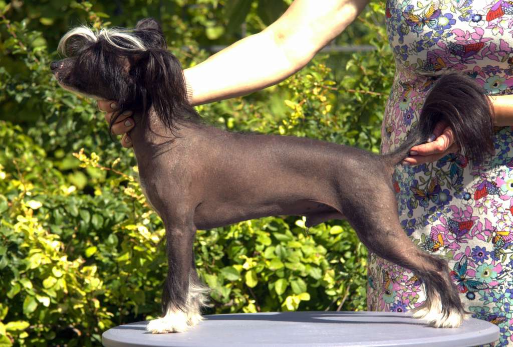 Show Galaktika  Lexus