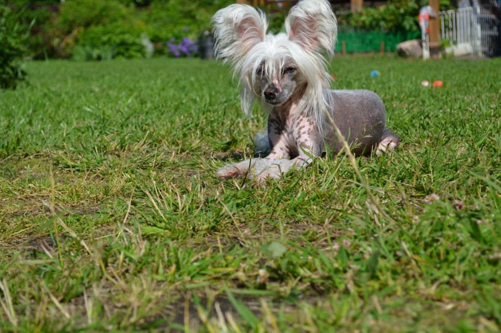 Landkris Gelika Galiano