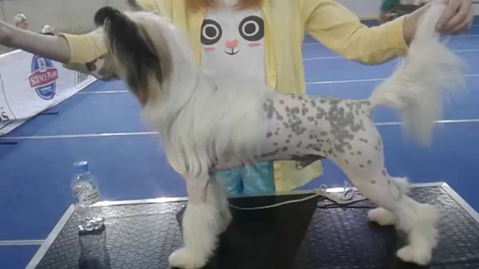 Fiery Fame Olympic Patron