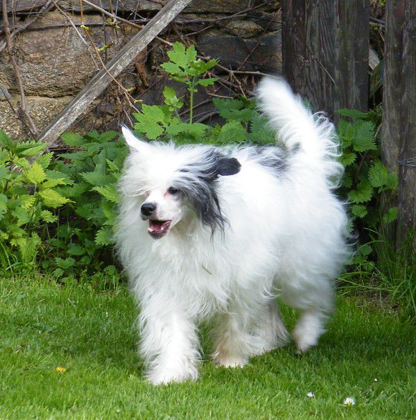 Penelope Garden Roses