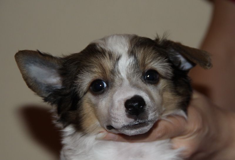 Dogland Happy Bridgestown