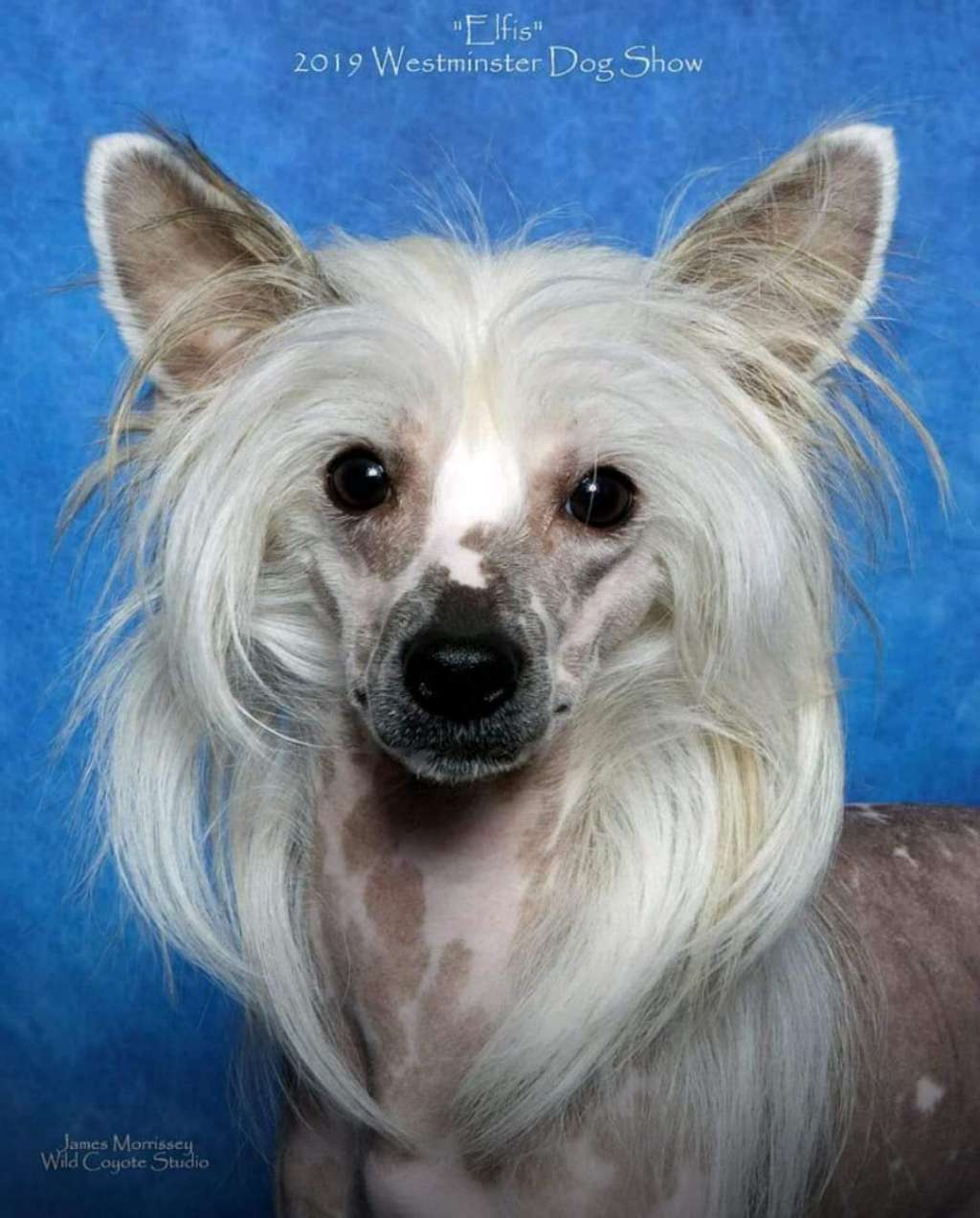 Akc Ch Ukc Ch Kaylen's Elf On A Shelf