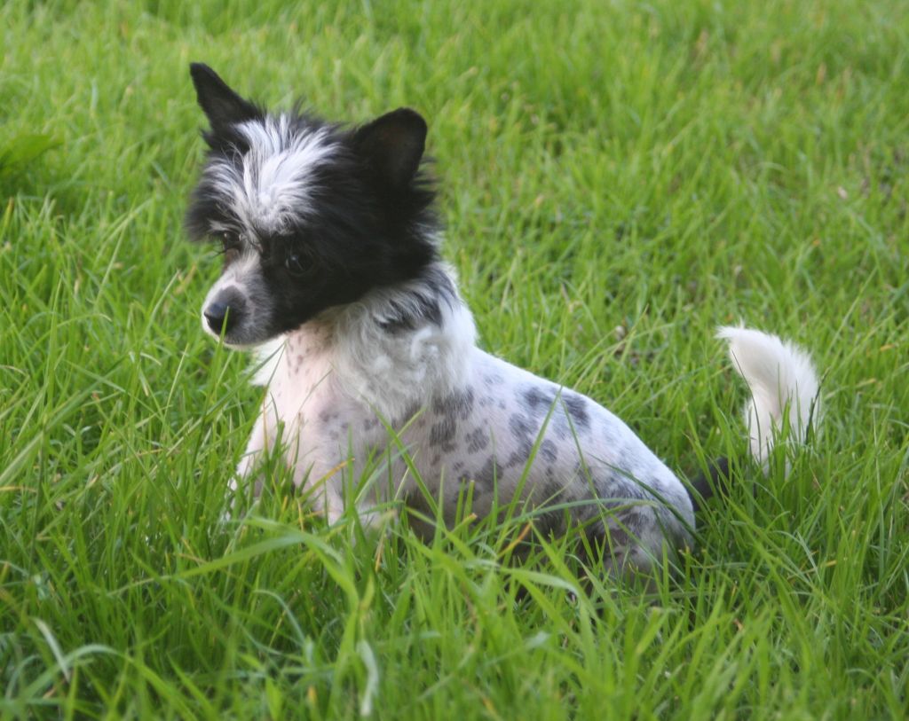 Tamarsh Vampire Chic