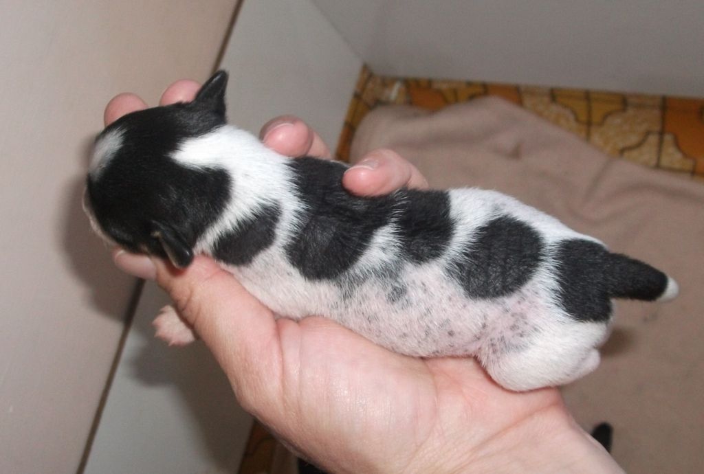 Monsters Delight of Pughbear