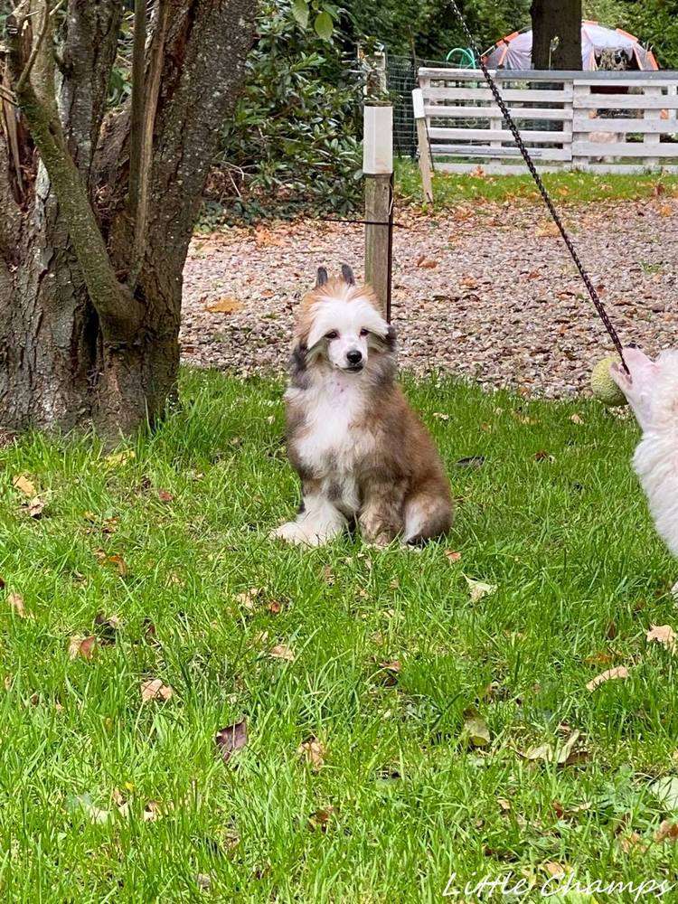 Rhum Runner Little Champs