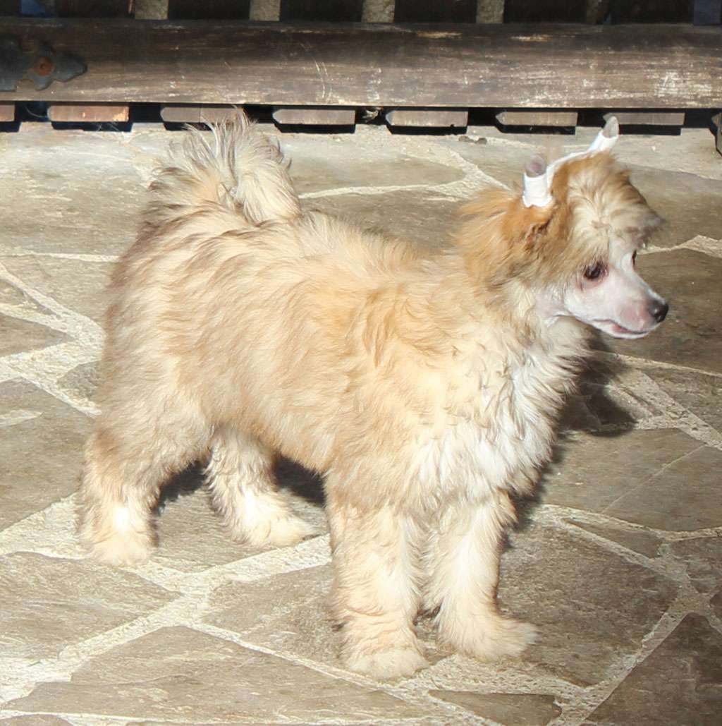 Playfull doll de Almamasan