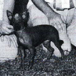 Lejo's Linus Of Phaedrian