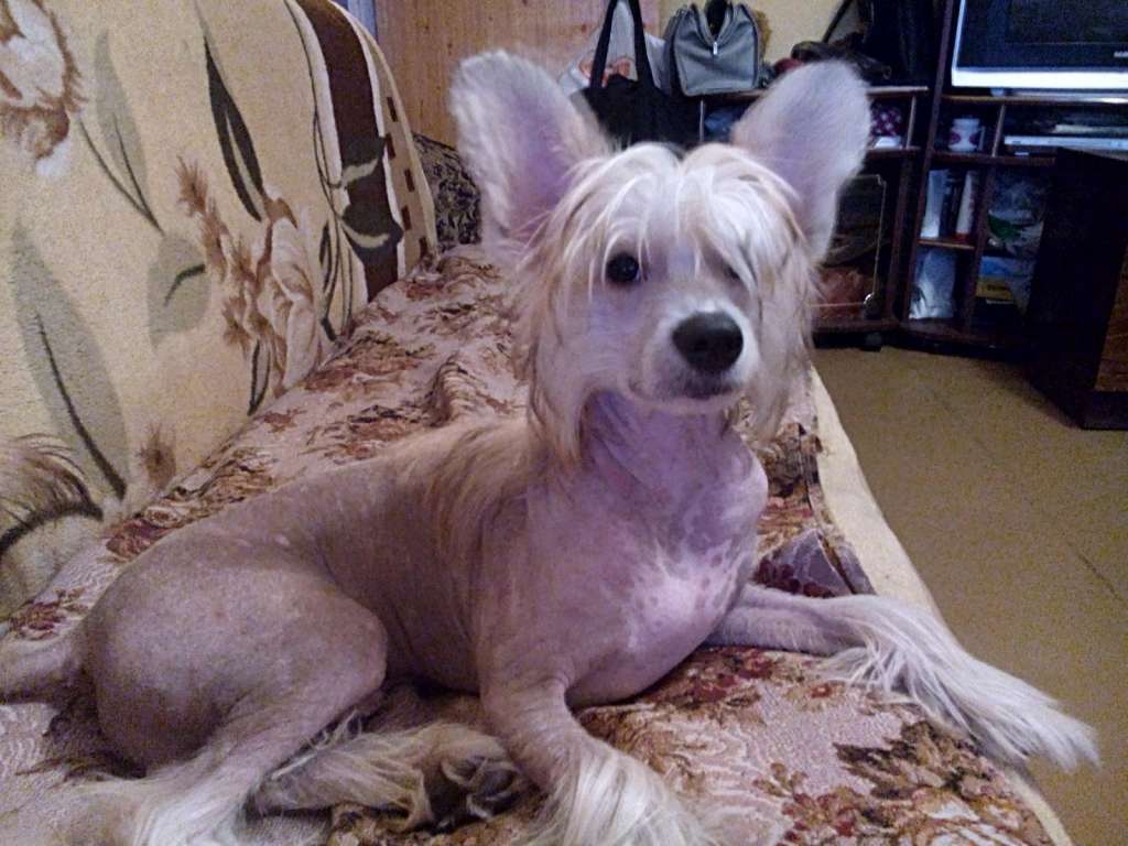 Zvezdny Medved Elegant