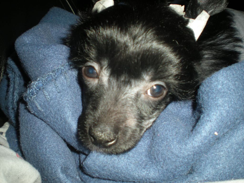 Spirit of mantra's Tokiga Loke