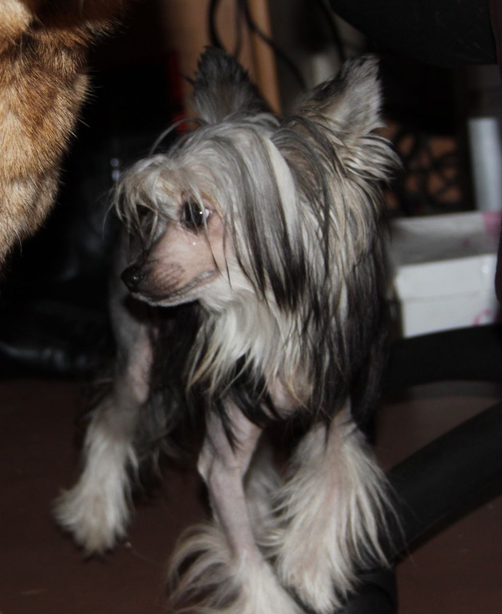 Aurika  Nice Favori for Alluvial Gold