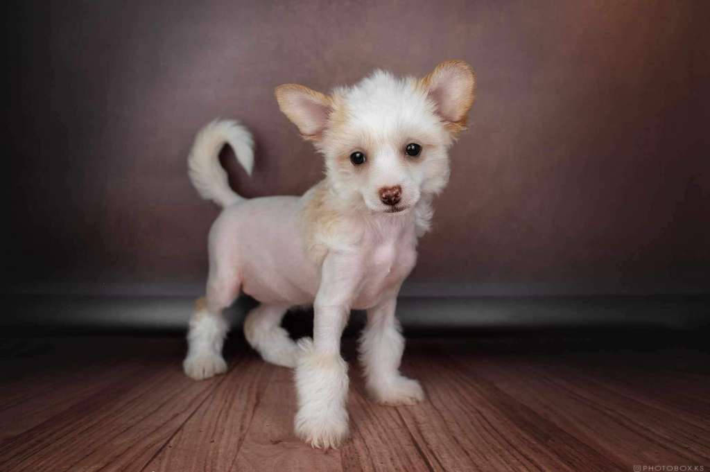 Little Girl Dneprovskoye Solntse