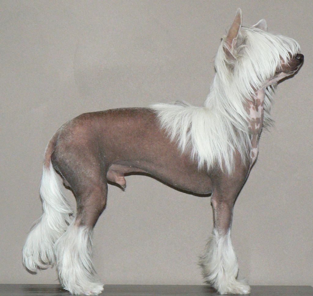 Koirakerman Ilotulitus