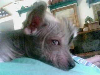 Aradia's Dark Winged Knight