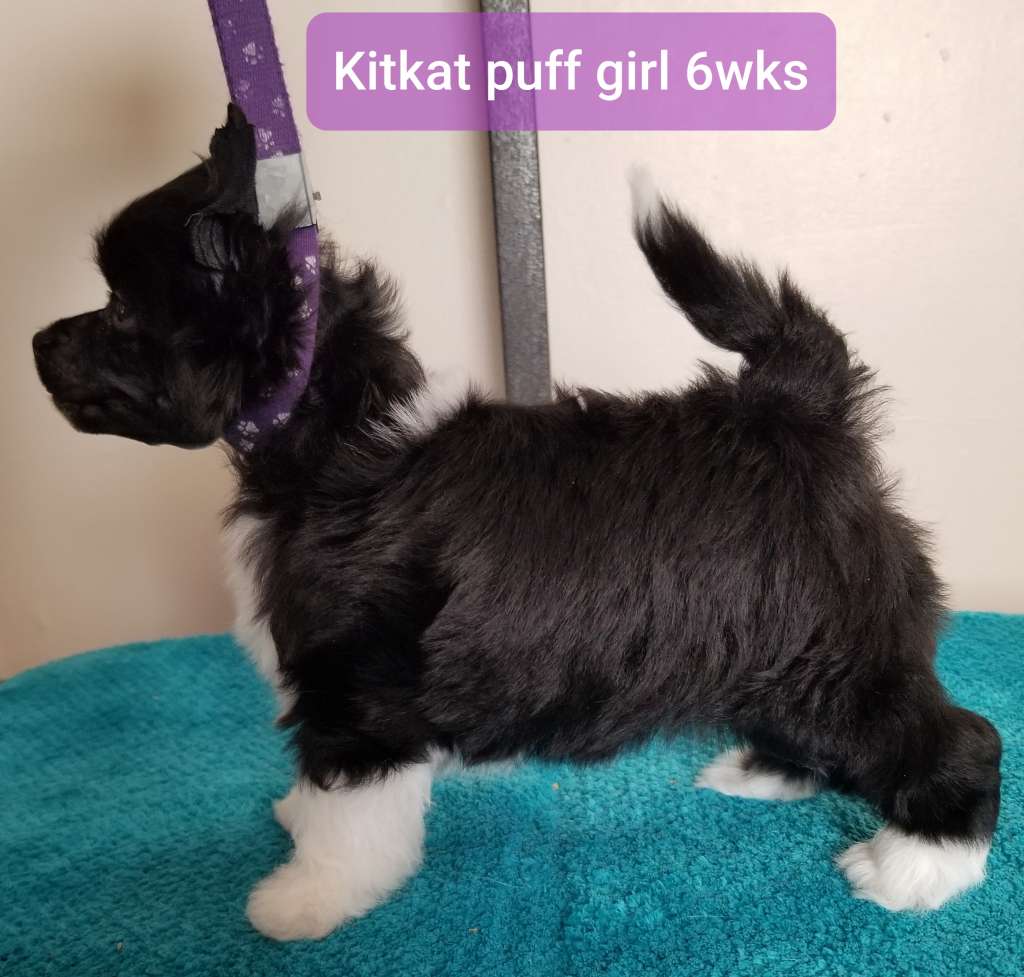 Tryfecta Queen Of The Katwalkz