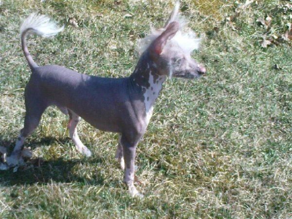 Dogs of Dark Fernando