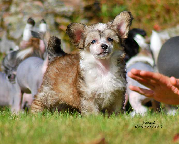 ChinoPata's Gorgeous Outfit