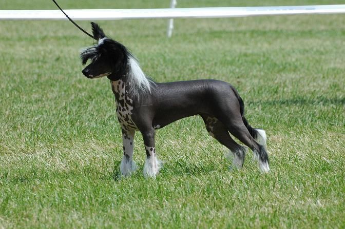 Jackpot-Lyn of Charley's Generation