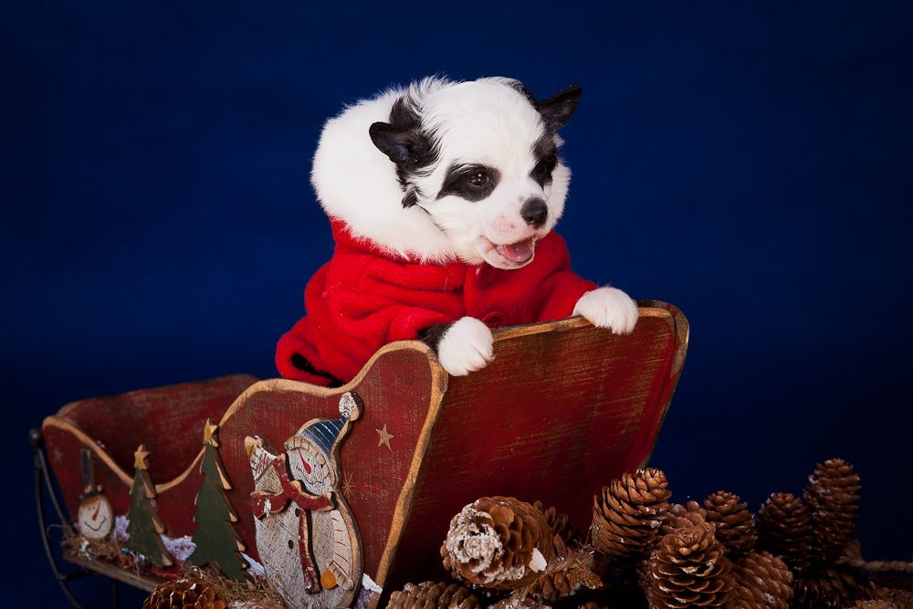 Dogland Happy Dea-Panda