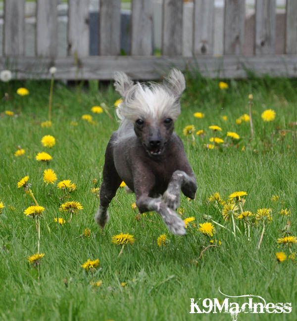 Blå Mandag's Narabi