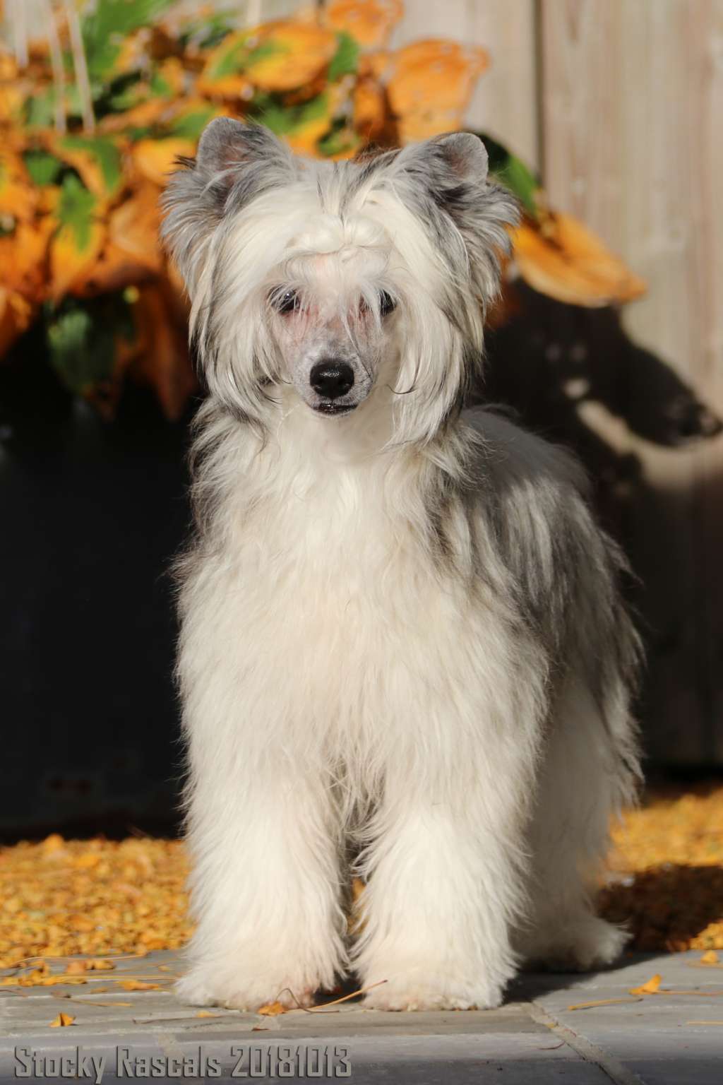 Stocky Rascals Russian Roulette