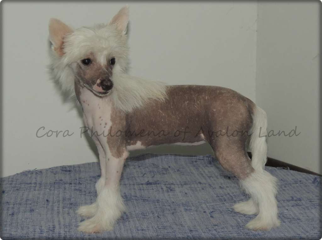 Hl Cora Philomena of Avalon Land