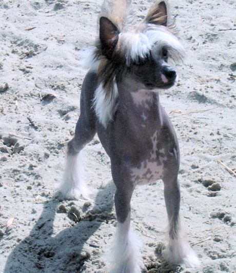 Histoire d' O Top Model De Rama