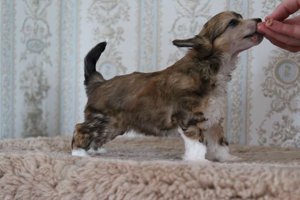 Nomilas Janis Get It While You Can