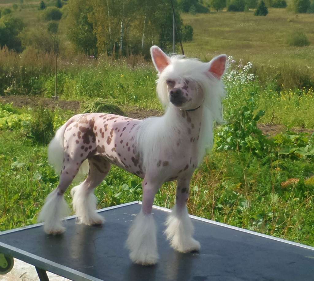 Miniatura Club Naomi