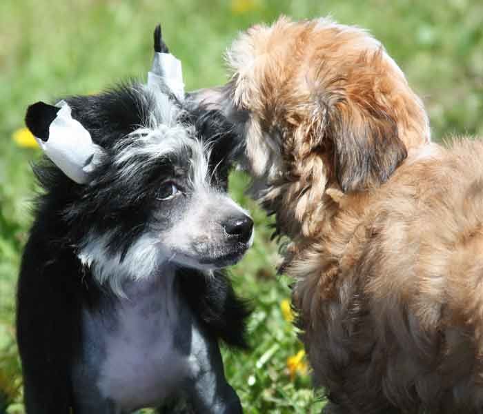 Olegro Katrin In Vikiri Bells