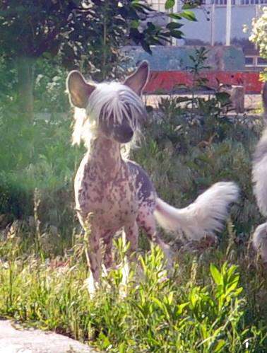 Nicholas Moon Streak Dolce Dea Apriori