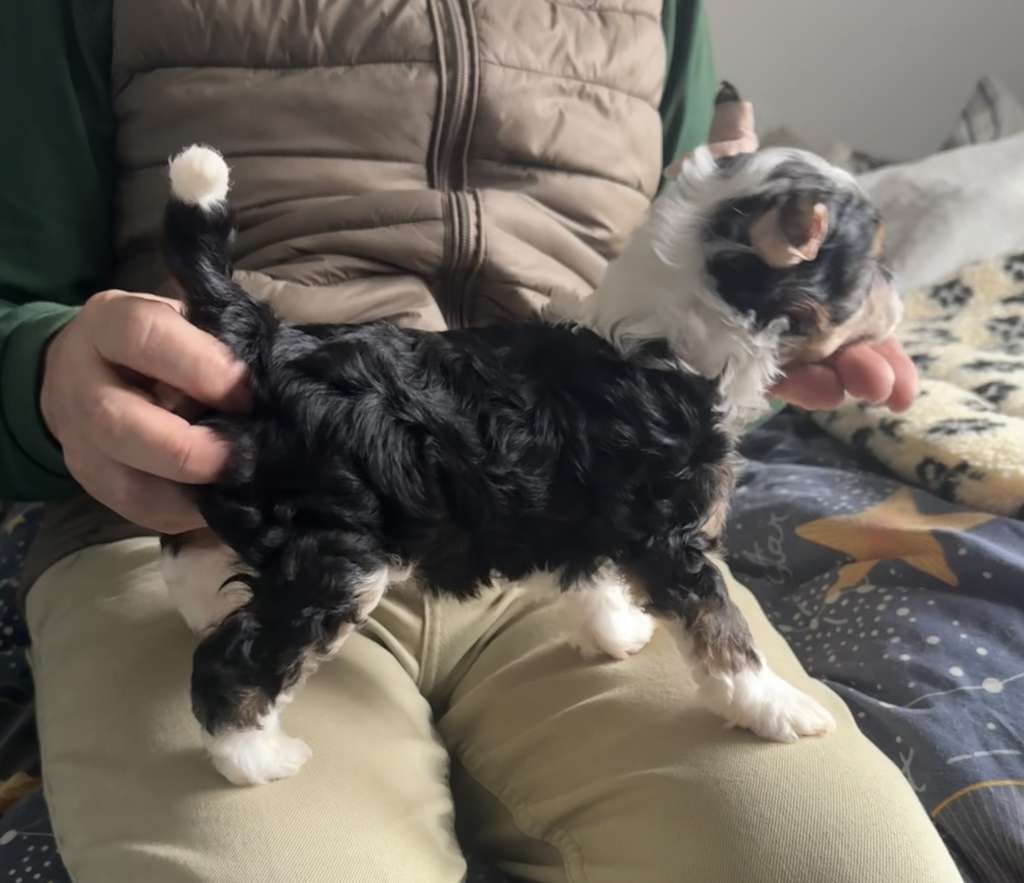 Chic To Chic Expectum Patronum