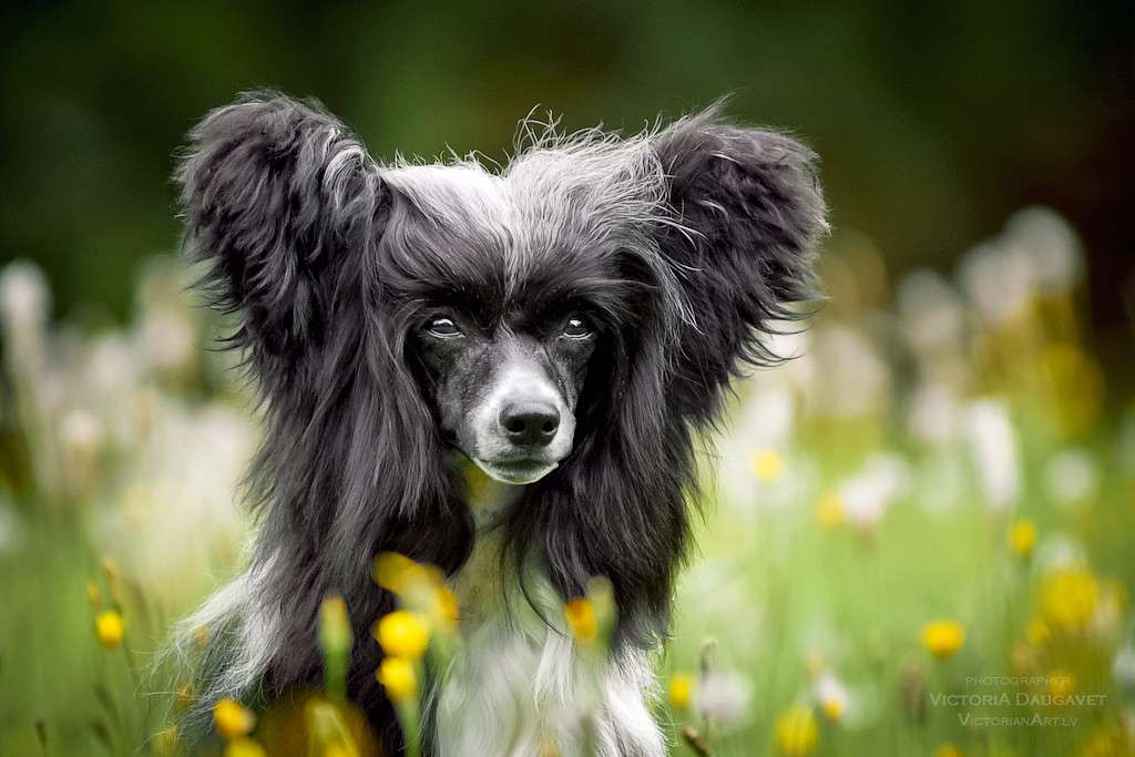 Amelija Baltic Sunrise