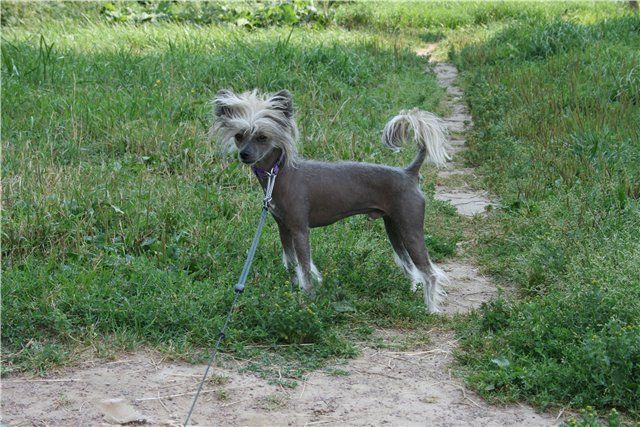 Apriori Vip Renessans