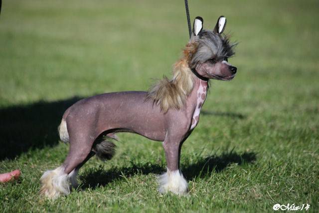 Lionheart Knows Best