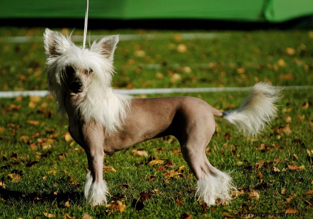 Estillinis Sweetie Tweety Love To Bee