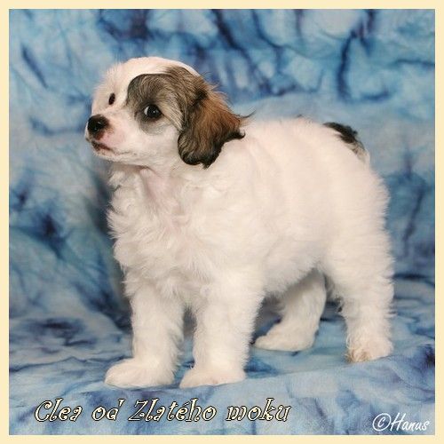 Clea od Zlatého moku