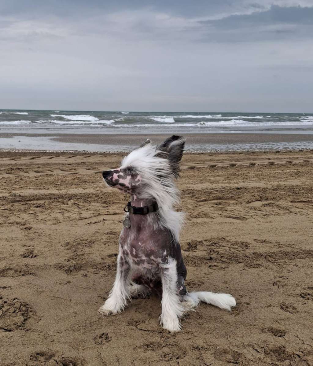 Bobby Little Charmings