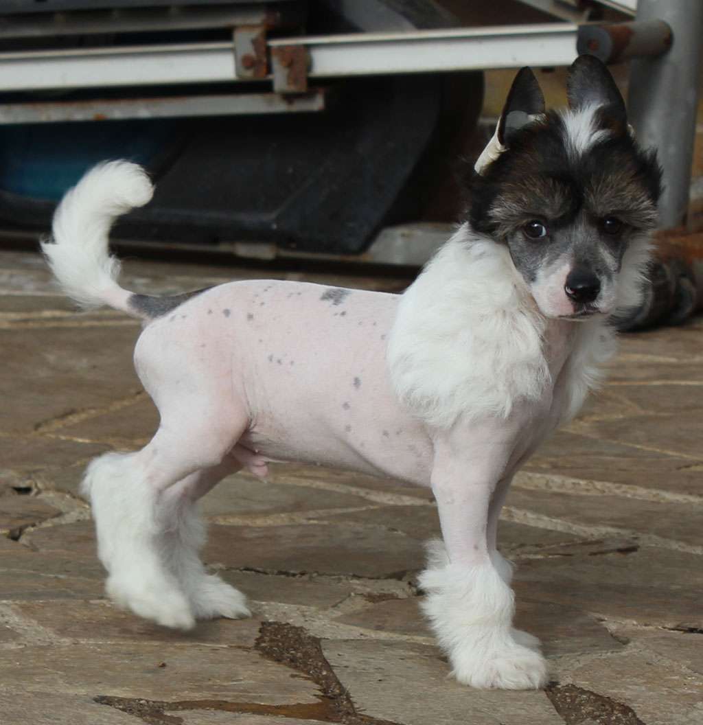 Lazy ball de Almamasan