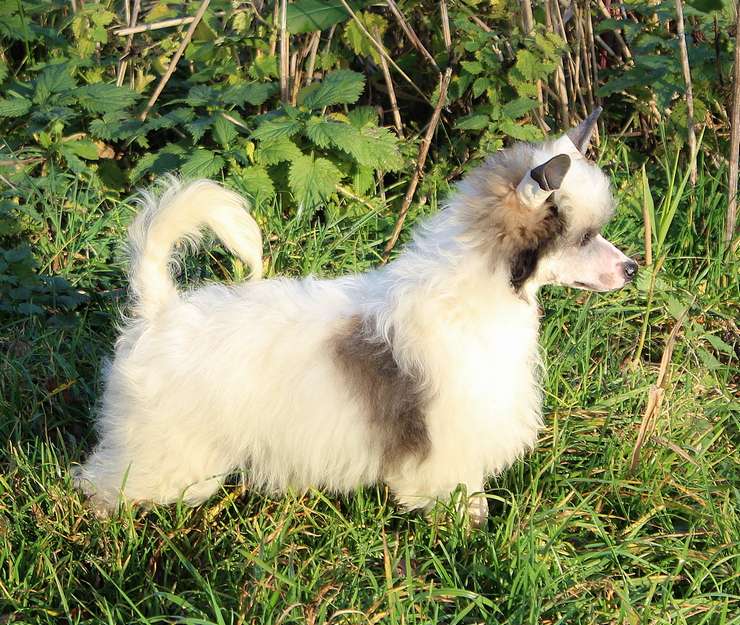 Angel O' Check Holodok