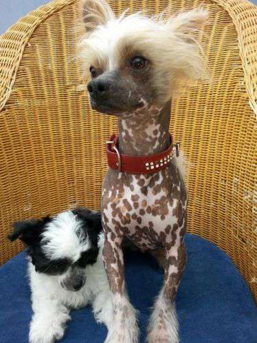 Cat's China Dogs Mister Xerion