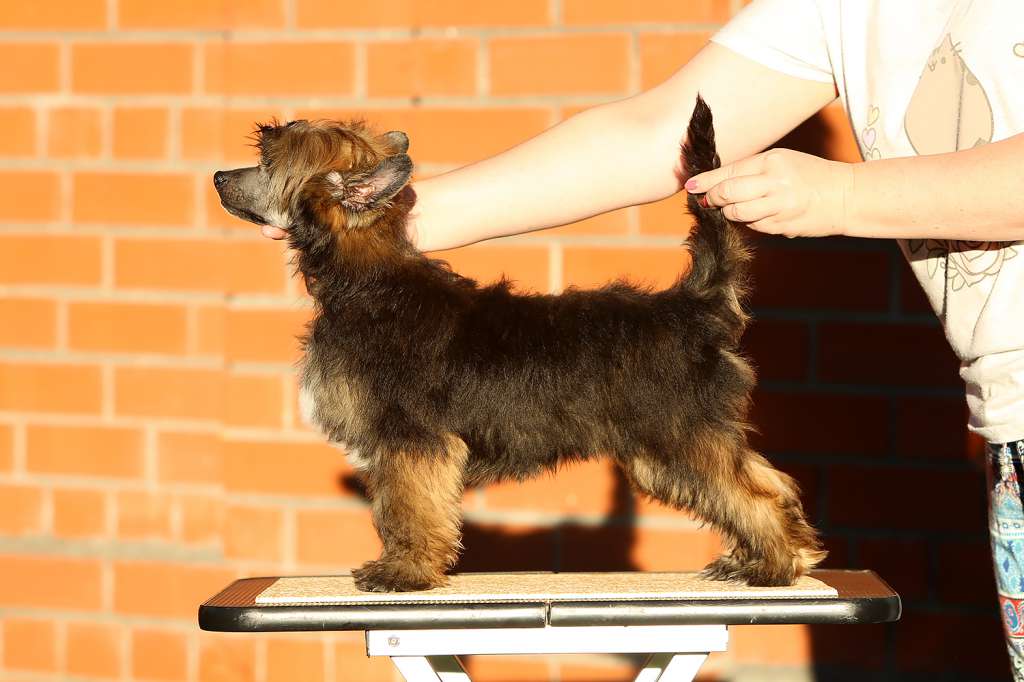 Incanto Del Mondo Hobson's Choice