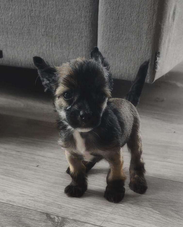 Smal Island dogs Coco Island