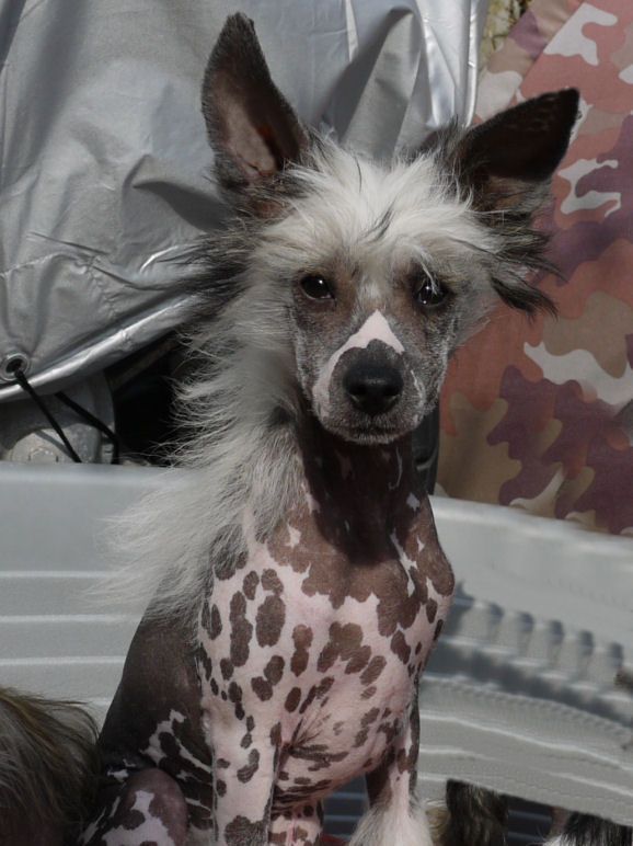 Einstein Little Charmings