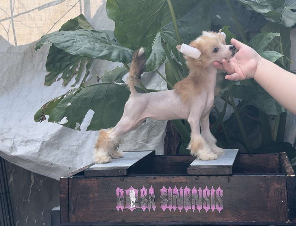 Rosa sinensis of Unicorn