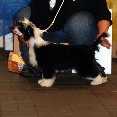 Alvine Band Tropicana