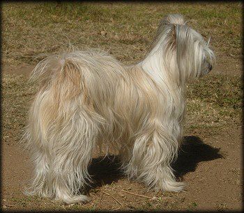 Tournais Bruschetta A La Sweden