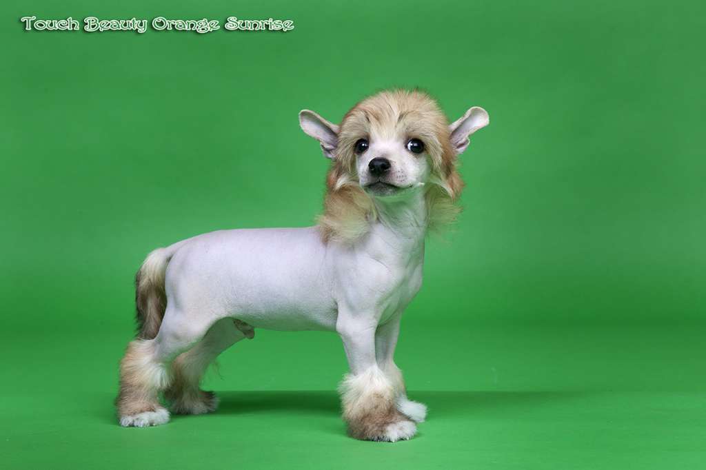 Touch Beauty Orange Sunrise