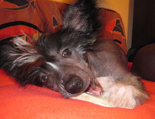 Rider on the Storm Avokaduh